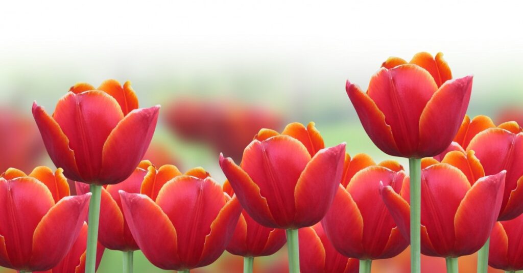 banner - 2019-04-12T152206.983