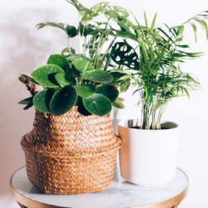 plants on table