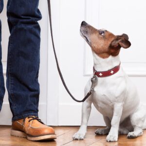 dog on leash looking up at owner