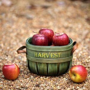 apple picking