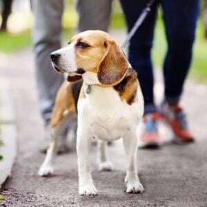 dog on leash