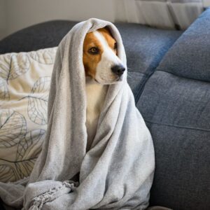 dog in blanket