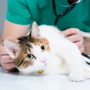 cat at vet