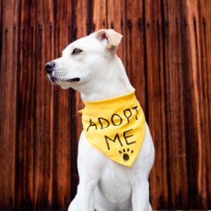 Adopt a Pet