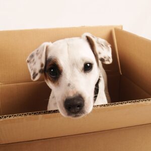 Introduce Your Pet Slowly