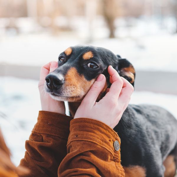 Someone petting a Daschund