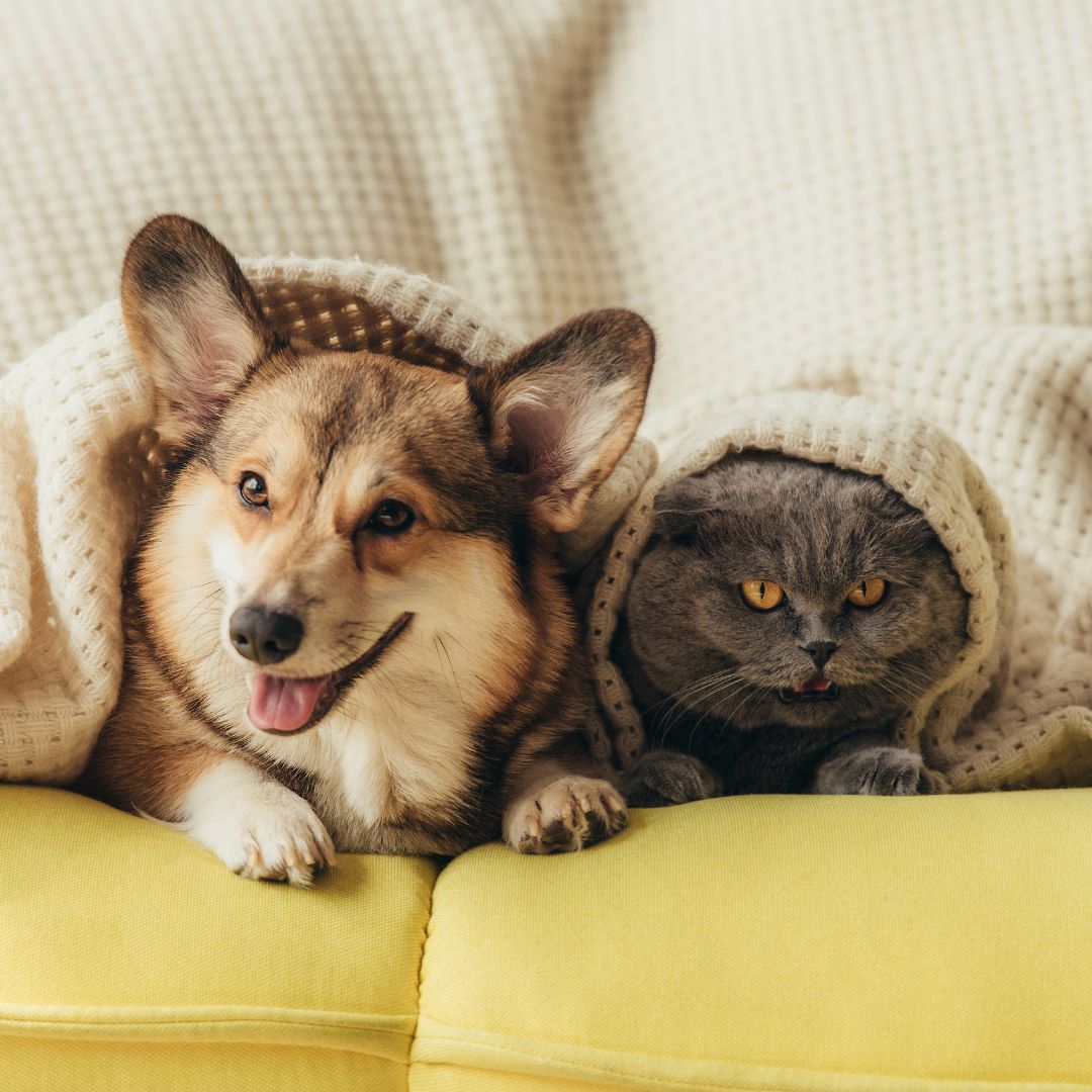 pets on the couch