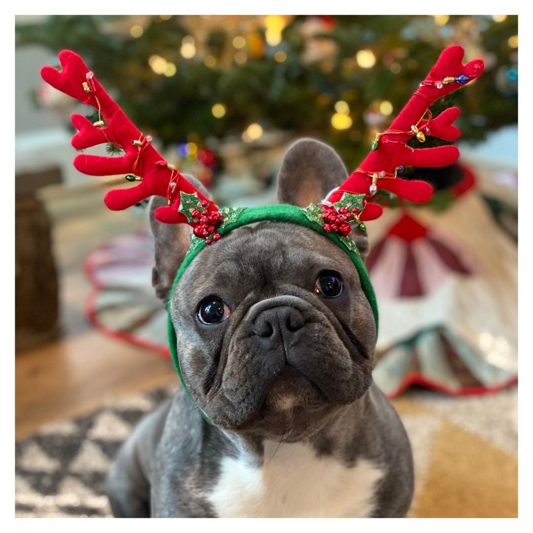 dog wearing reindeer horns for Christmas