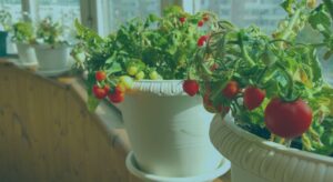 tomato plants on balcony